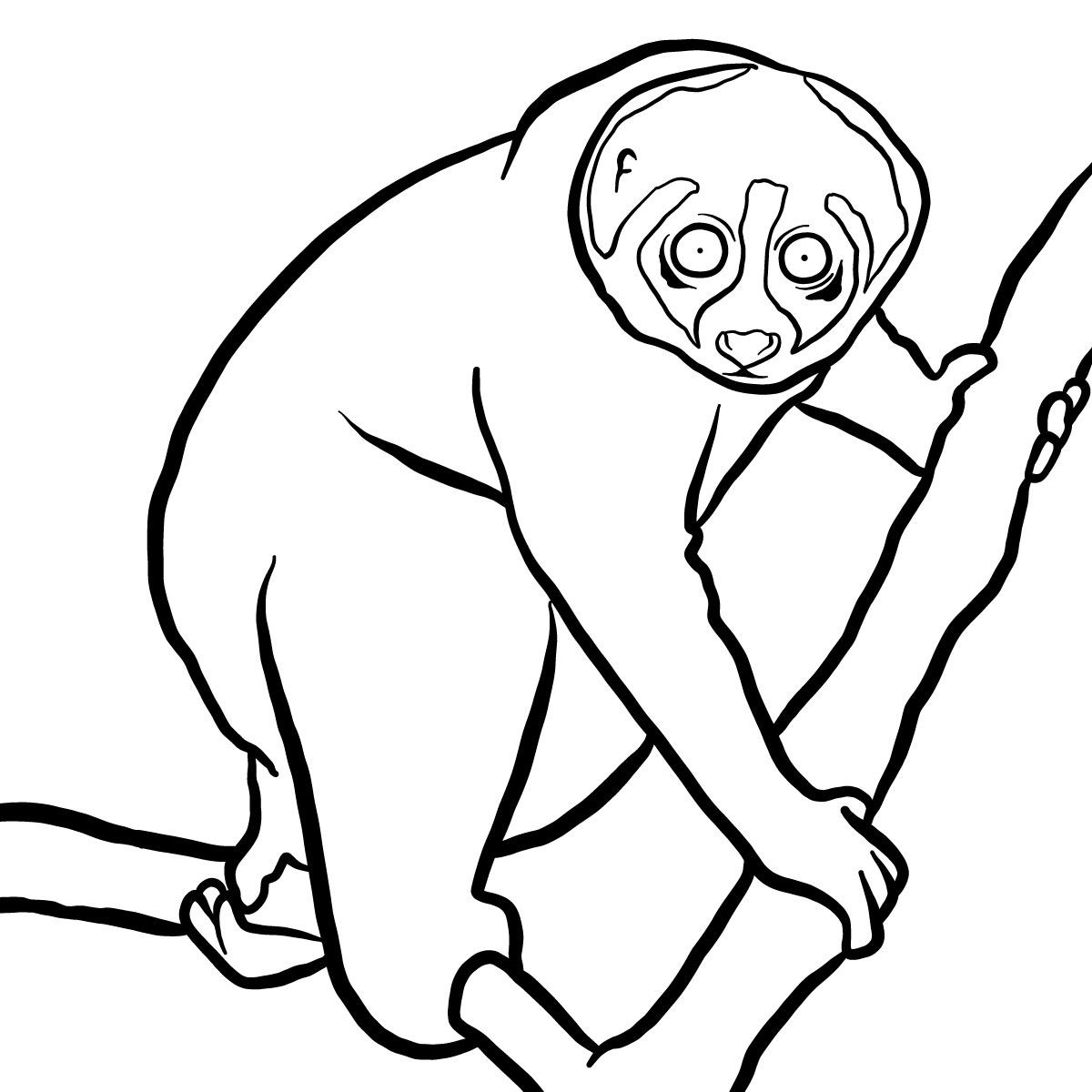 Coloriage Slow Loris - Animaux sauvages à imprimer